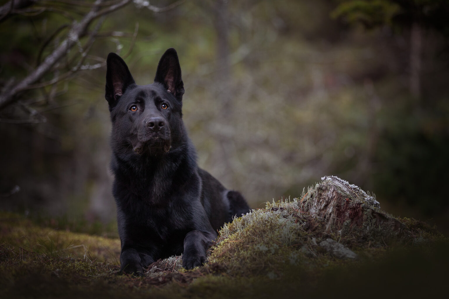 Schwarzer Schäferhund liegt im Moos