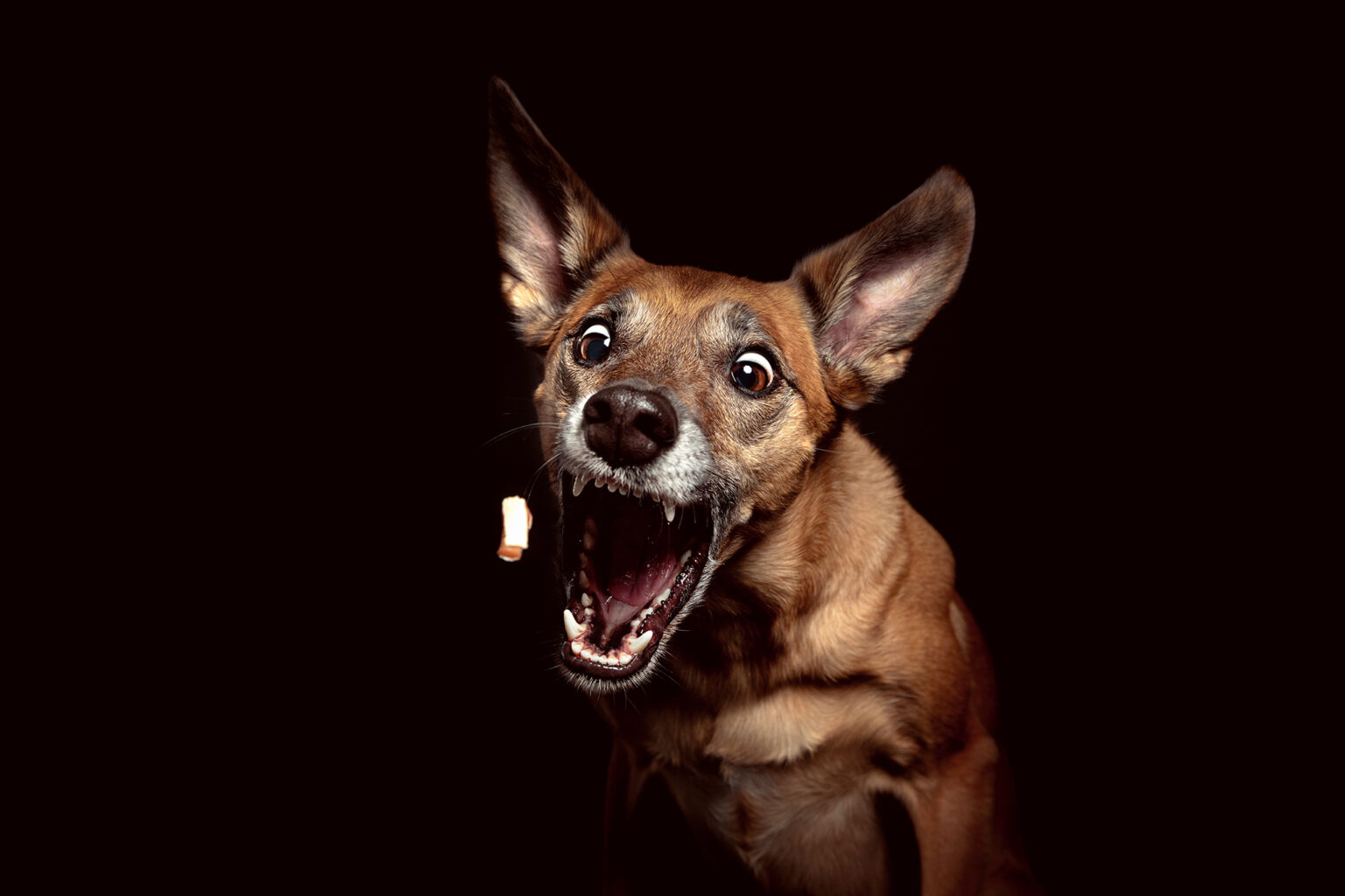 Hund schnappt im Studio nach einem Leckerli