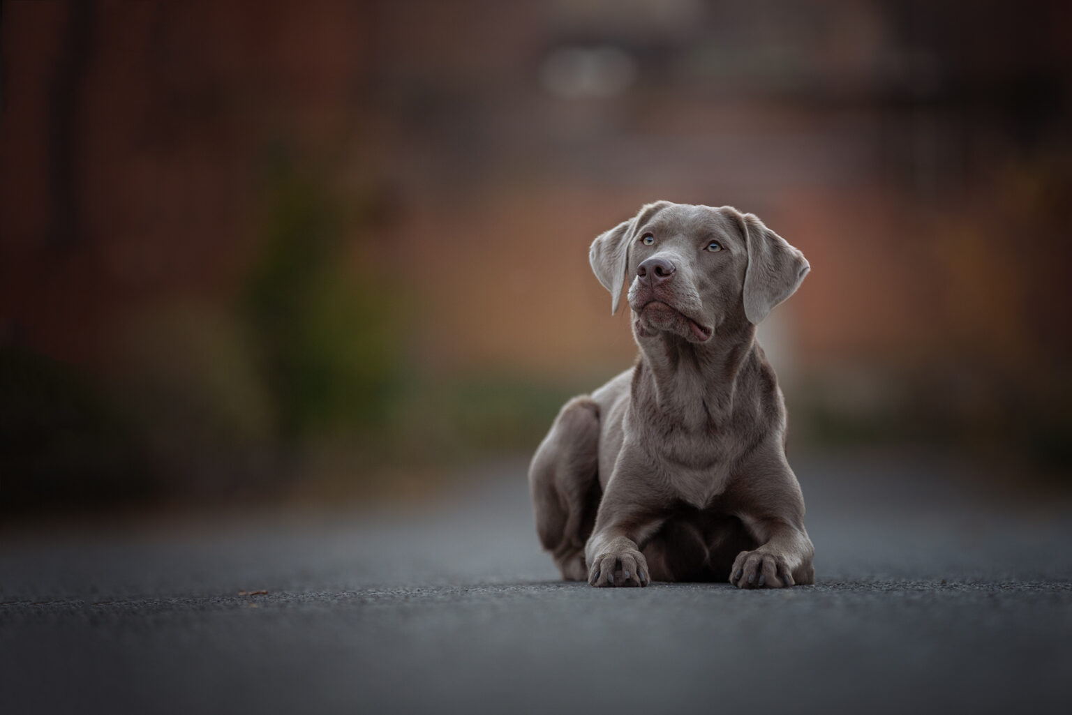 Weimaraner-Welpe liegt auf einer Straße