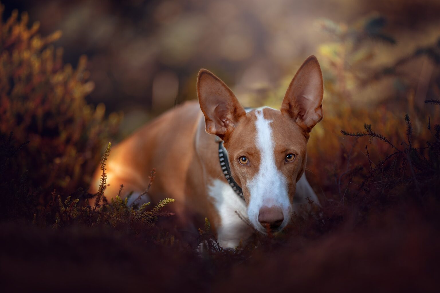 Podenco liegt im roten Herbstlaub