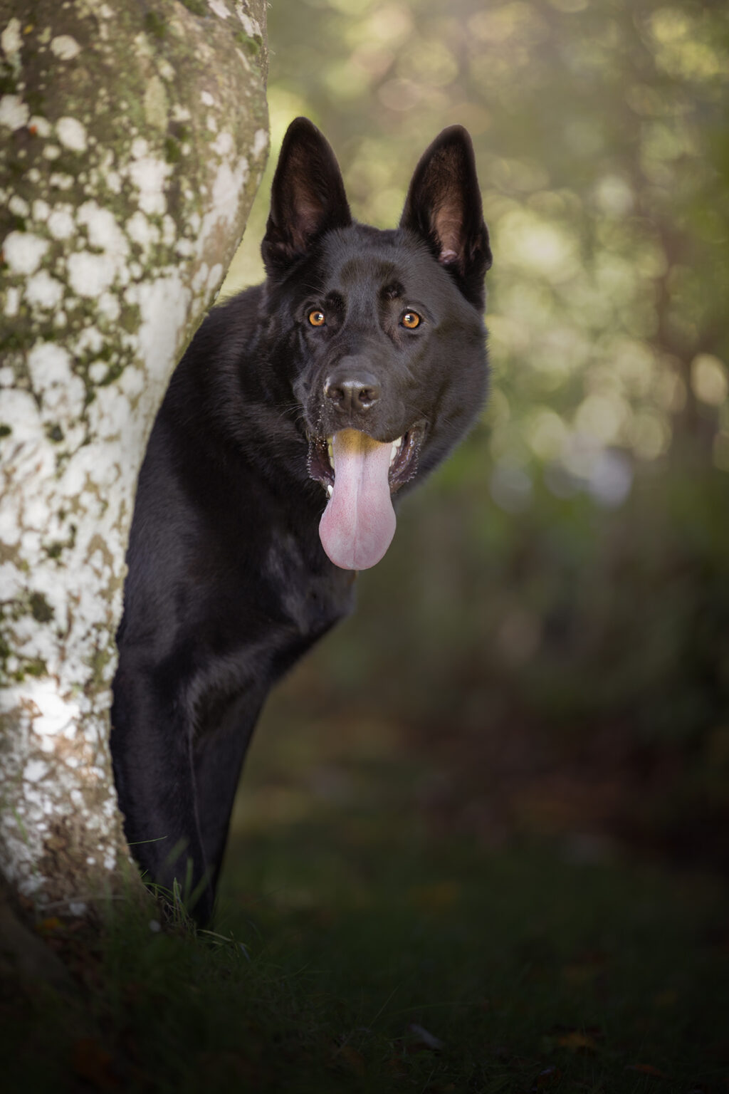 Schwarzer Schäferhund im Wald