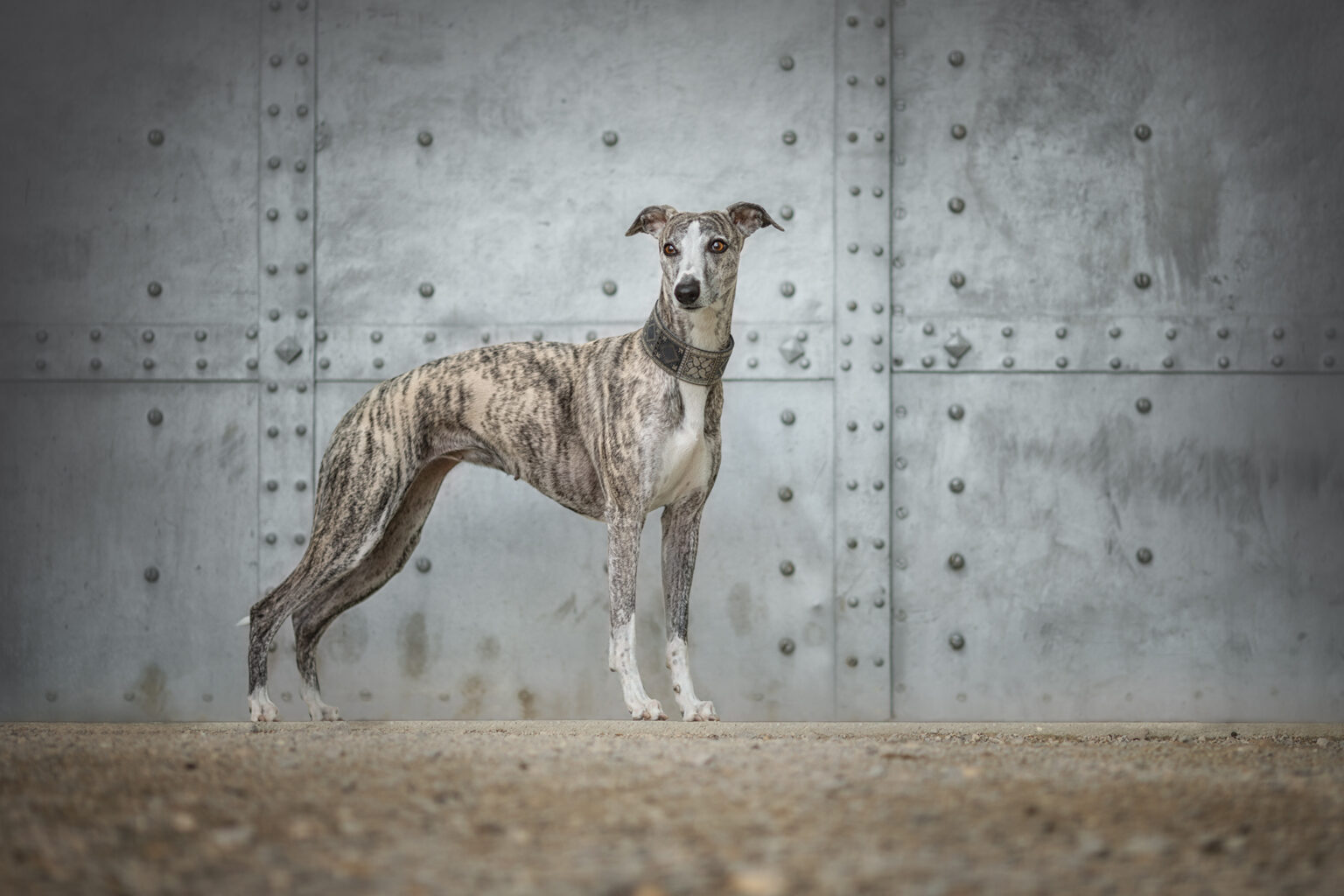 Windhund steht vor einer Betonwand