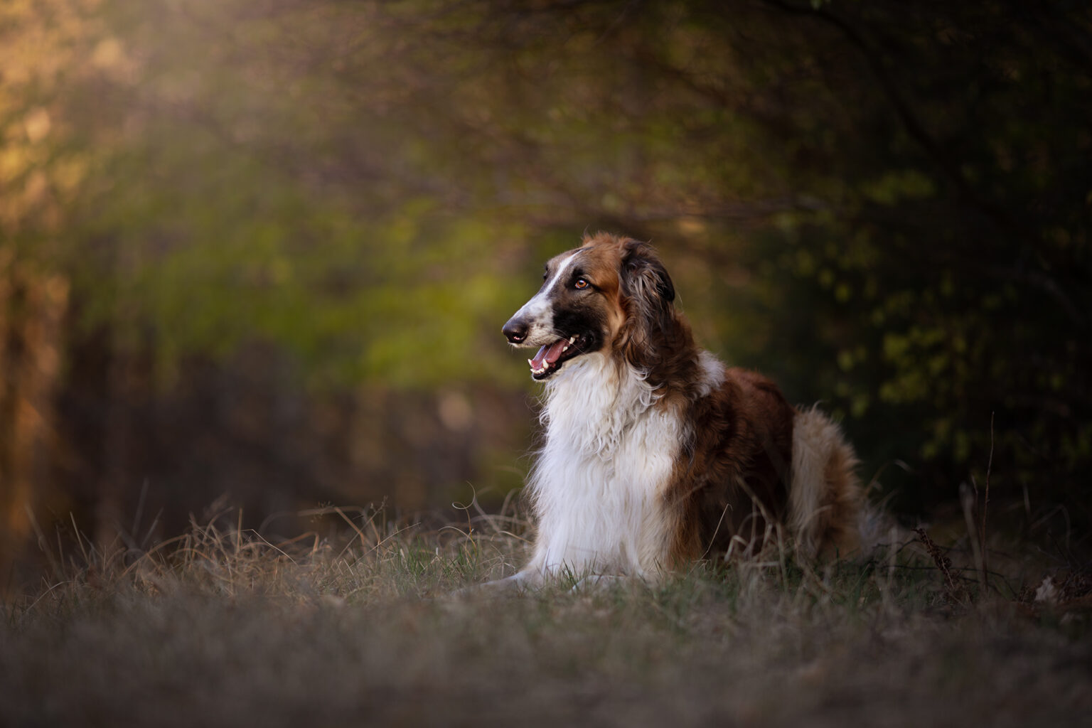 Langhaariger Hund liegt im Waldlicht