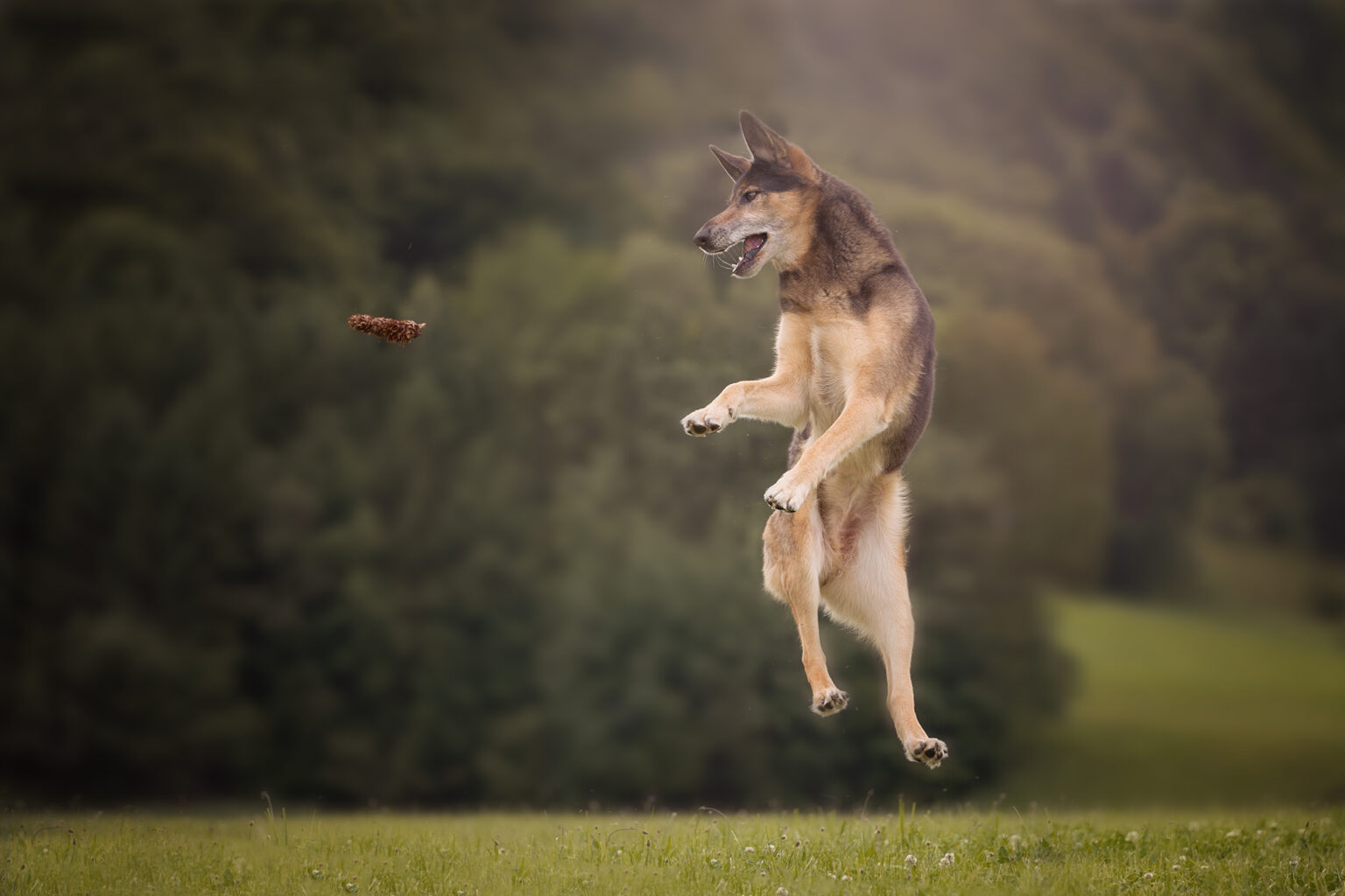Hund springt auf der Wiese einem Blatt hinterher